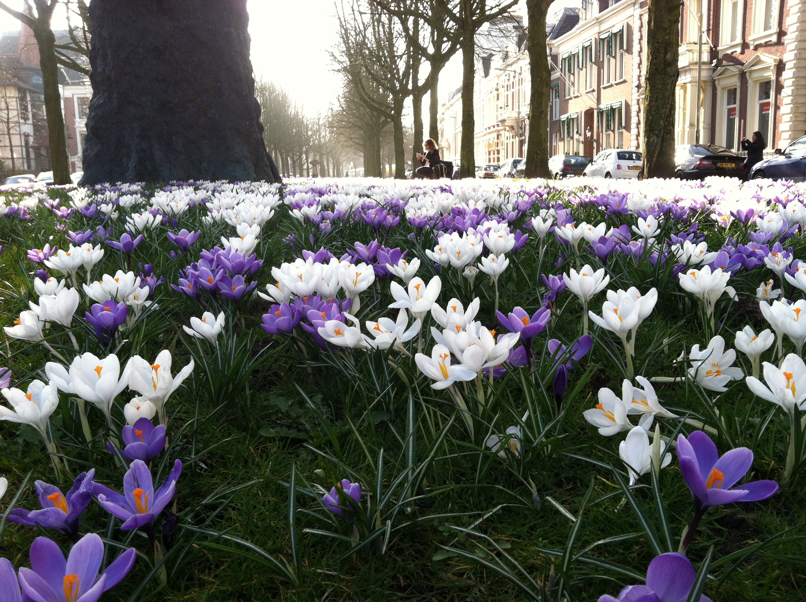 Spring in Groningen, Netherlands 